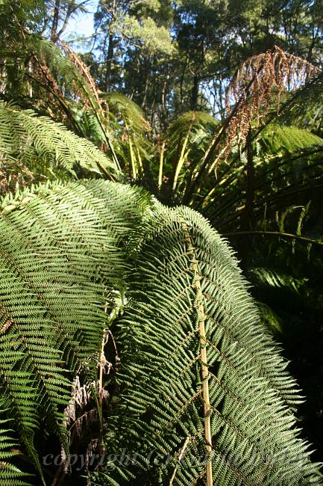 Tree fern gully, Pirianda Gardens IMG_7128.JPG